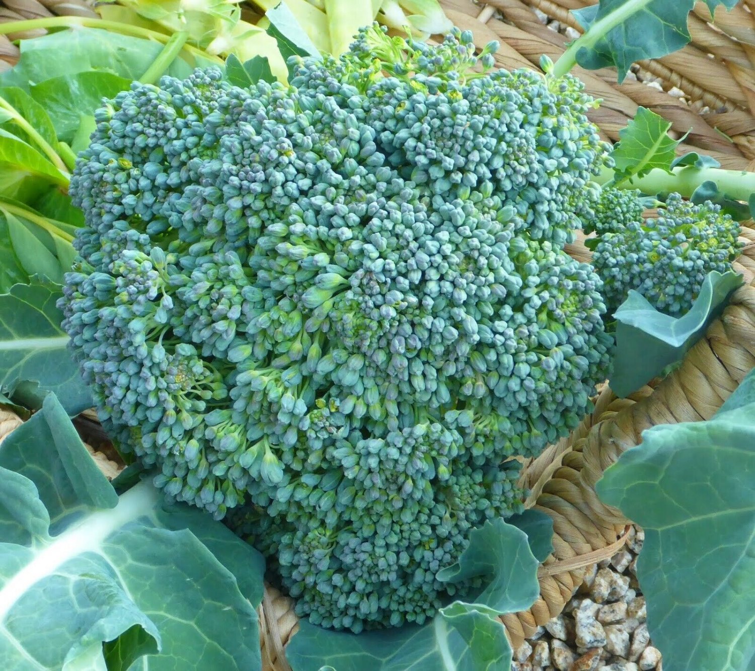 Broccoli 'Di Ciccio' Italian Vegetable - Vegetable Garden Plant - 100X Seeds