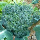 Broccoli 'Di Ciccio' Italian Vegetable - Vegetable Garden Plant - 100X Seeds