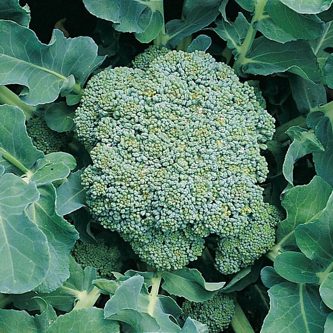 Broccoli Green Sprouting Calabrese Vegetable - Vegetable Garden Plant - 100X Seeds