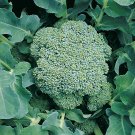 Broccoli Green Sprouting Calabrese Vegetable - Vegetable Garden Plant - 100X Seeds