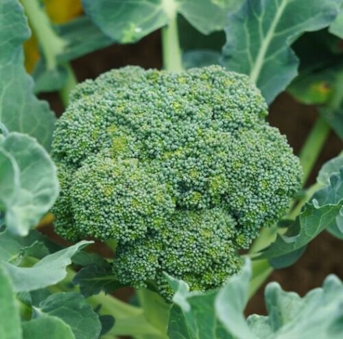 BROCCOLI 'Green Sprouting' Calabrese Vegetable - Vegetable Garden Plant - 100X Seeds