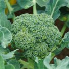 BROCCOLI 'Green Sprouting' Calabrese Vegetable - Vegetable Garden Plant - 100X Seeds