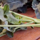 BROCCOLI SPIGARIELLO SMOOTH Vegetable - Vegetable Garden Plant - 100X Seeds