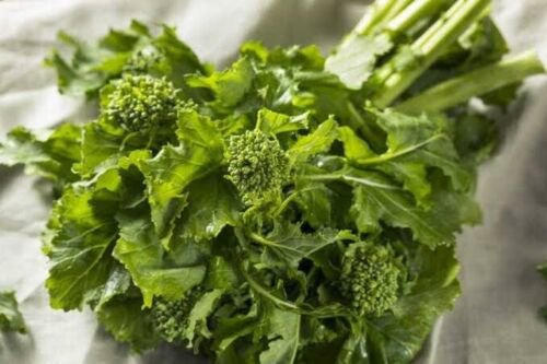 Broccoli Raab 'Spring Rapini' Vegetable - Vegetable Garden Plant - 50X Seeds