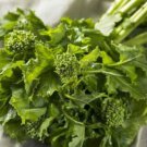 Broccoli Raab 'Spring Rapini' Vegetable - Vegetable Garden Plant - 50X Seeds