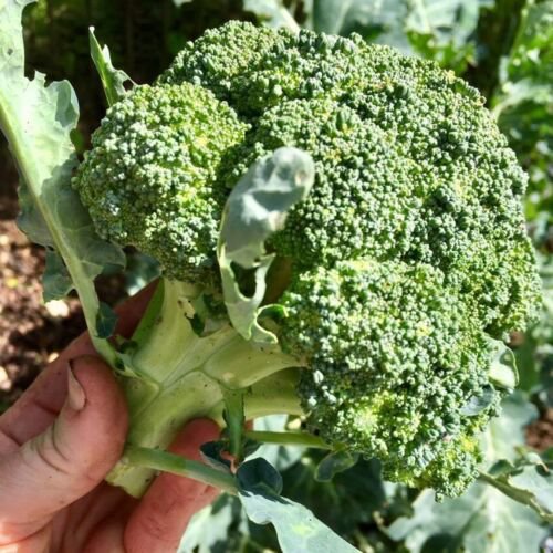 BROCCOLI Calabrese Vegetable - Vegetable Garden Plant - 350X Seeds
