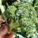 BROCCOLI Calabrese Vegetable - Vegetable Garden Plant - 350X Seeds