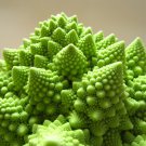 Broccoli Romanesco Vegetable - Vegetable Garden Plant - 400X Seeds