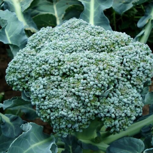 BROCCOLI Di Ciccio Early Vegetable - Vegetable Garden Plant - 300X Seeds