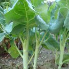 KAILAAN Chinese Broccoli Vegetable - Vegetable Garden Plant - 200X Seeds