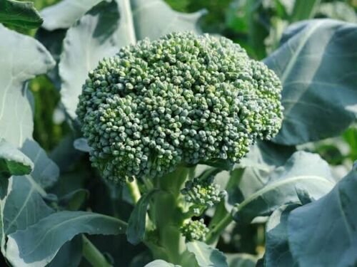 Broccoli di Ciccio Vegetable - Vegetable Garden Plant - 120X Seeds