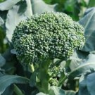 Broccoli di Ciccio Vegetable - Vegetable Garden Plant - 120X Seeds