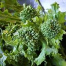 Broccoli Raab 'Spring Rapini' Vegetable - Vegetable Garden Plant - 120X Seeds