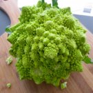 Broccoli Romanesco (brassica olearacea) Vegetable - Vegetable Garden Plant - 100X Seeds