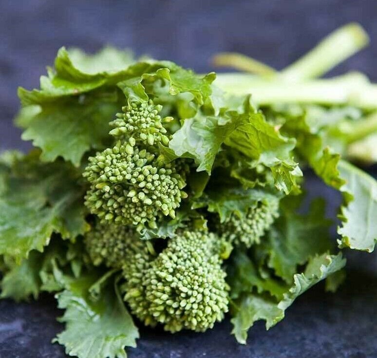 Broccoli Rapini raab Broccolini Vegetable - Vegetable Garden Plant - 100X Seeds