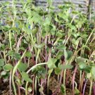 Broccoli Sprout Seeds Vegetable - Vegetable Garden Plant - 125X Seeds