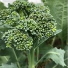 Broccoli Green Sprouting Calabrese Seeds Vegetable - Vegetable Garden Plant - 500X Seeds