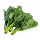 KAILAAN CHINESE BROCCOLI Chinese KALE Vegetable - Vegetable Garden Plant - 100X Seeds