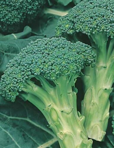 ITALIAN SPROUTING BROCCOLI SEEDS Vegetable - Vegetable Garden Plant - 50X Seeds