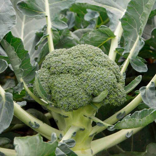 BROCCOLI Di Ciccio Winter Vegetable - Vegetable Garden Plant - 150X Seeds