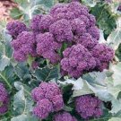 SPROUTING BROCCOLI PURPLE SEEDS Vegetable - Vegetable Garden Plant - 25X Seeds