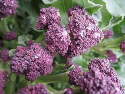 Broccoli 'Purple Sprouting Vegetable - Vegetable Garden Plant - 30X Seeds