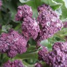 Broccoli 'Purple Sprouting Vegetable - Vegetable Garden Plant - 30X Seeds