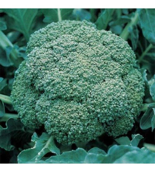 BROCCOLI GREEN SPROUTING Vegetable - Vegetable Garden Plant - 50X Seeds