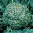 BROCCOLI GREEN SPROUTING Vegetable - Vegetable Garden Plant - 50X Seeds