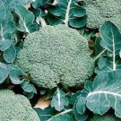 MARATHON BROCCOLI SEEDS Winter Vegetable - Vegetable Garden Plant - 10X Seeds