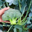 BROCCOLI Green Home garden WINTER Vegetable - Vegetable Garden Plant - 50X Seeds