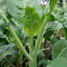 BROCCOLI KAILAAN SEEDS Non GMO Vegetable - Vegetable Garden Plant - 30X Seeds