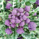 BROCCOLI PURPLE SPROUTING Seeds Extra Early Vegetable - Vegetable Garden Plant - 50X Seeds