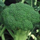BROCCOLI SEEDS Marathon Broccoli Seeds Vegetable - Vegetable Garden Plant - 10X Seeds