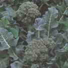 GREEN SPROUTING CALABRESE BROCCOLI SEEDS Vegetable - Vegetable Garden Plant - 10X Seeds
