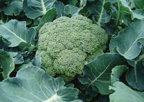 BROCCOLI CALABRESE SAMSON Vegetable - Vegetable Garden Plant - 10X Seeds