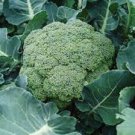 BROCCOLI CALABRESE SAMSON Vegetable - Vegetable Garden Plant - 10X Seeds