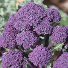 Purple Sprouting Broccoli Seed Heirloom Vegetable - Vegetable Garden Plant - 50X Seeds