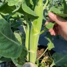 Broccoli Kale Chunky Size Vegetable - Vegetable Garden Plant - 100X Seeds