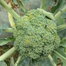 Broccoli Ramoso Santana Vegetable Garden Plant - 150X Seeds