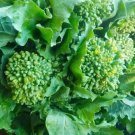 BROCCOLI Raab Rapini Vegetable - Vegetable Garden Plant - 100X Seeds