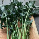 BROCCOLI Leaf Spigariello Vegetable - Vegetable Garden Plant - 100X Seeds