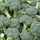 Organic Broccoli Di Cicco(Brassica Olercea) Vegetable - Vegetable Garden Plant - 50X Seeds