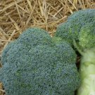 BROCCOLI Solitaire F1 Hybrid Vegetable - Vegetable Garden Plant - 20X Seeds