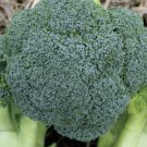 BROCCOLI Atomic Performax F1 Hybrid Vegetable - Vegetable Garden Plant - 20X Seeds