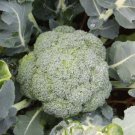 BROCCOLI Brumby F1 Hybrid Vegetable - Vegetable Garden Plant - 20X Seeds