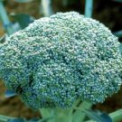 BROCCOLI Green King Vegetable - Vegetable Garden Plant - 15X Seeds