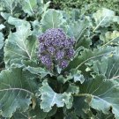 Broccoli Purple Sprouting Organic Fresh Vegetable - Vegetable Garden Plant - 200X Seeds