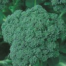 Organic Grown Green Sprouting Broccoli Vegetable - Vegetable Garden Plant - 30X Seeds