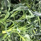 BROCCOLI 'Spigarello' curly leaf Vegetable - Vegetable Garden Plant - 120X Seeds